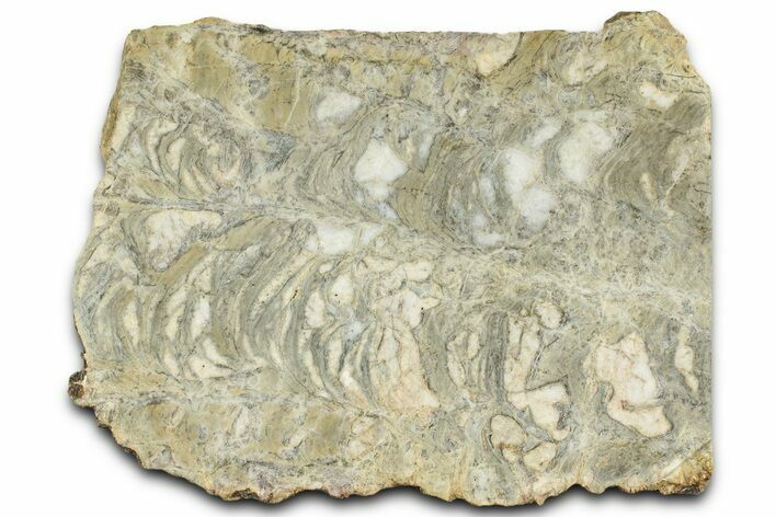 Polished Stromatolite (Collenia) Slab - Canada #326184